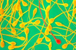 Pourquoi les beaux hommes sont moins fertiles